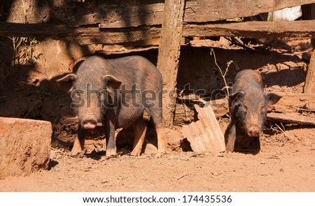 Black Mather Pig and Piglet at the mountain hill village in Thailand