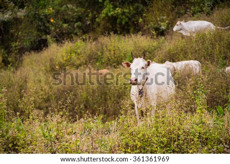 White cow in the rice field, Chaing Mai, Thailand.