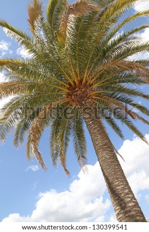 Date palm under the cloudy sky/Chill Out