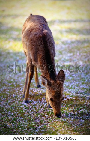 Deer and Cherry Blossom Petals/A young deer eating cherry blossom petals from the ground