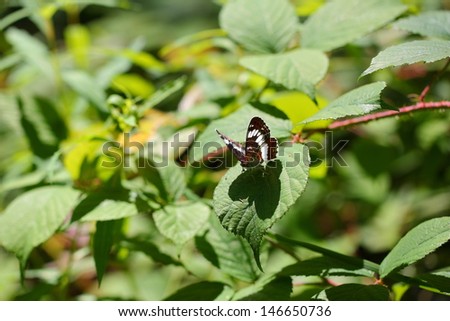 A butterfly is sitting on a leaf, in front of him his shadow/The Butterfly and his Shadow