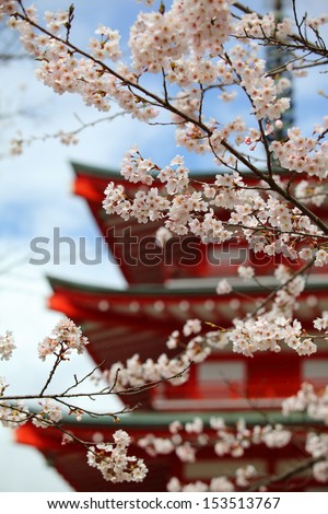 Twigs of cherry blossoms and a red padoga at background/Cherry Blossom Season