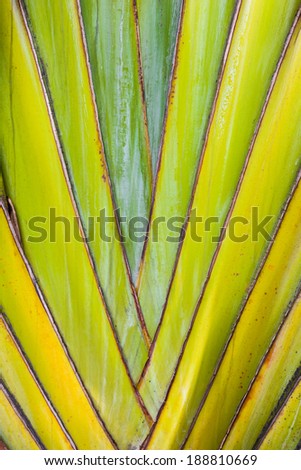 Heart detail of growing tropical Strelitzia plant/Tropical Plant Detail