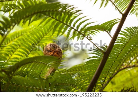 Detail of a fresh green fern leaf frond/Fern leaves