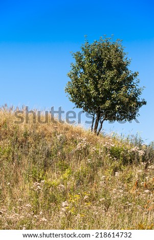 Summery meadow at a hill in front of the blue sky and a small single tree/Lonely Tree
