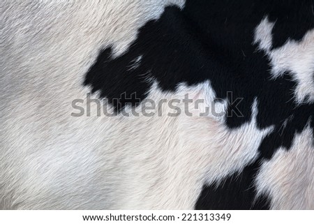 Closeup of a hairy black and white cow skin/Cow Skin Detail