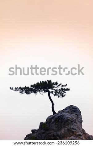 Small windswept conifer on a unique rock at warm evening light/Silence - A Little Tree on a Little Rock