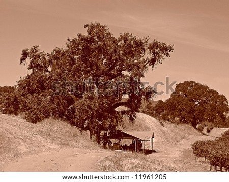 A sepia photo of an oak tree and a small shed.