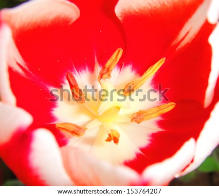red tulip closeup inside petal