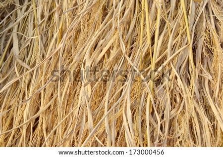 rice straw