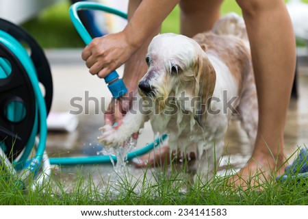 A dog taking a shower with soap and water