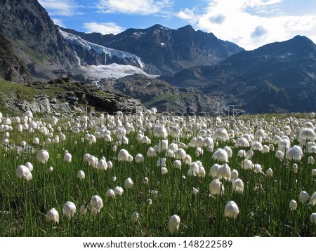 Italian Alps, Valtellina mountains, Cotton grass