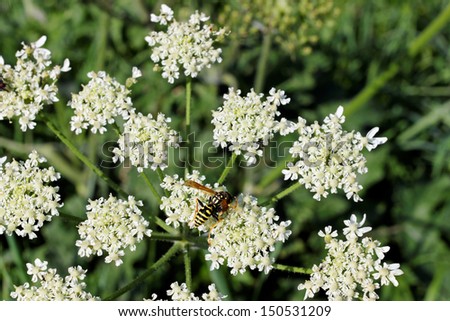 late summer Meadow, flowers with insect