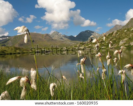 Italian Alps, Valle d\'Aosta, Cotton grass, Eriophorum