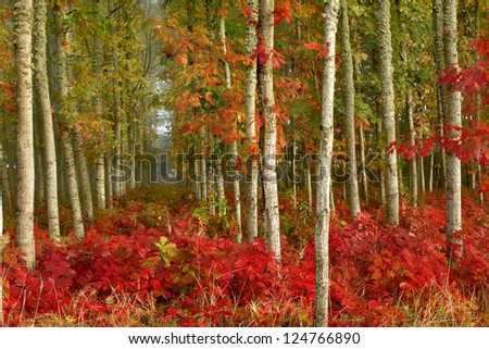 Natures Forest Fire Leaves turning color during the Autumn.