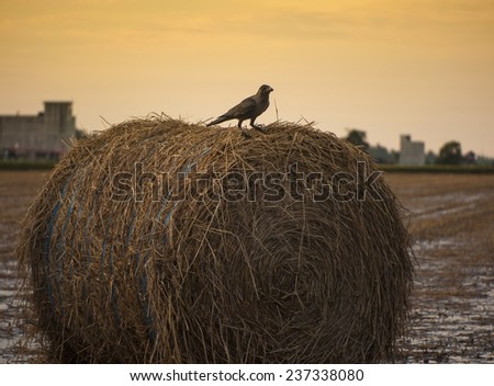 The raven sit on straw bales,paddy field,Malaysia.