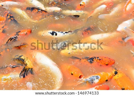 The colorful brocade carp swimming in the pond