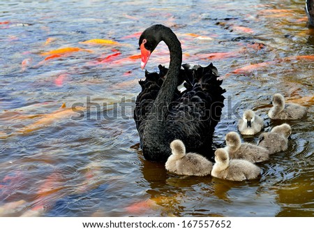 The black swan and her baby