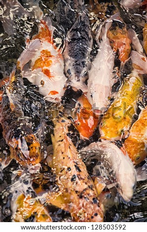 Colorful Koi fish fighting for food.