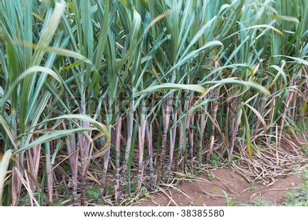 Sugar cane plantation in Okinawa Islands/Japan.