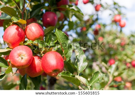 Bunch of red Gala apples on a apple tree.