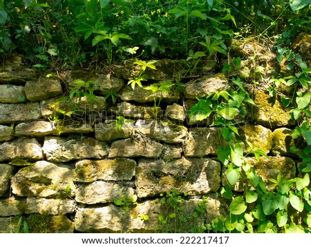 Old brick garden wall in warm sunlight, overgrown by weeds.