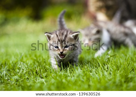 Little kitty cat on grass