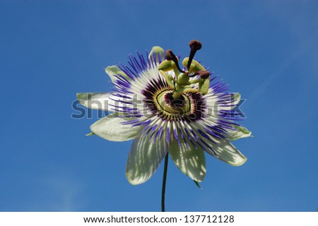 blue passion flower, common passion flower ( Passiflora caerulea ) and blue sky