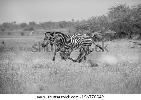 Running zebras in savanna, black and white photo