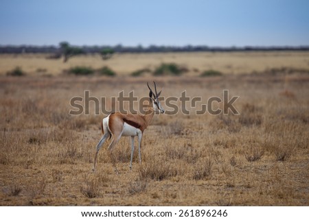 Springbok antelope-gazelle of southern Africa at Kalahari desert in Botswana.