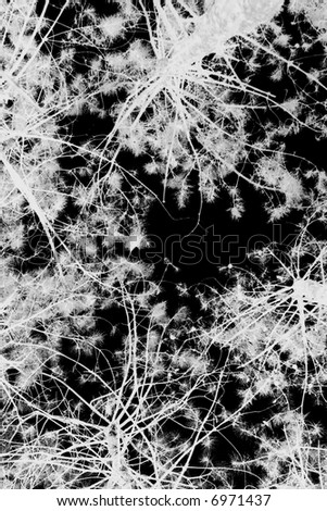 winter trees at night. stock photo : Night. Winter trees