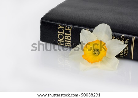 Holy bible and narcis,  isolated on white background