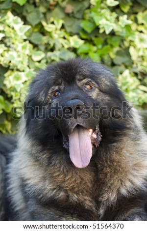 mountain shepherd