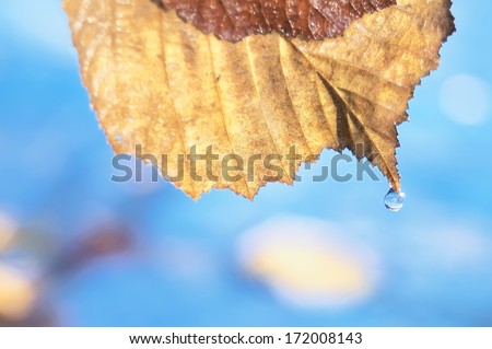 water drop on the edge of leave, season change conceptual macro shot