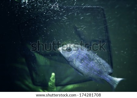 a fish and a fishing net, taken in a fish bowl, concept of risk and danger