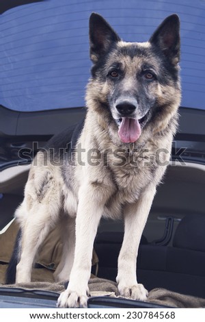 Shepherd Dog searching a car boot, vertical outdoor composition