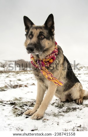 Shepherd dog posing wrapped up in colorful  scarf, outdoor vertical shot