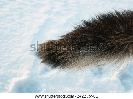 Close up of a dog tail over a snow field, outdoor shot with shallow depth of field