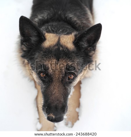 Overhead shot of a shepherd dog in alertness, outdoor shot with shallow depth of field