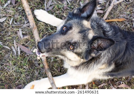 Overhead shot of a shepherd dog guarding his toy, wooden stick, outdoor shot with selective focus