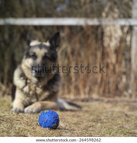 Favorite toy, ball, in the foreground, shepherd dog watching it in the blurred background