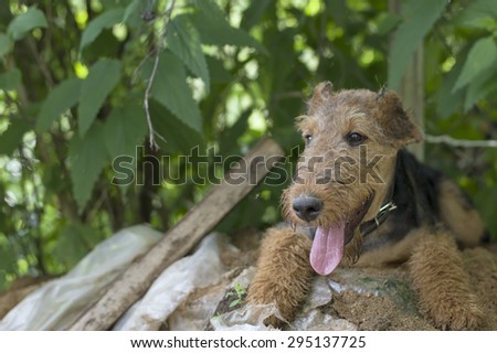 Young airedale taking cover from heat on a rubbish pile, outdoor horizontal shot