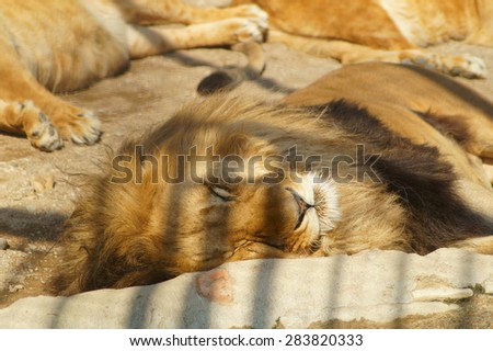 Sleep in the shade of a funny lion at the zoo in Minsk belarus