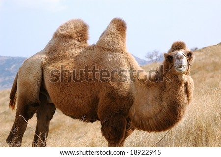 animal camel. summer nature close-up