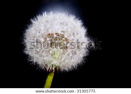 seeds of flower dandelion on black