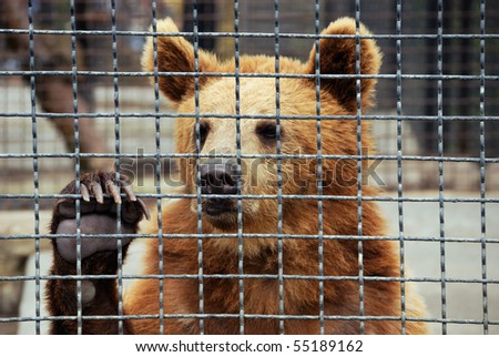sad bear in zoo. animals