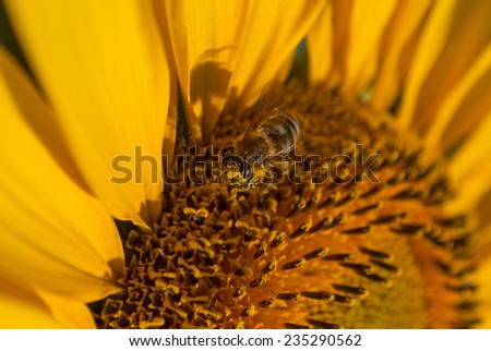 bee on sunflower extracts honey