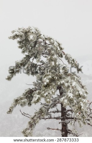 snow-covered pine tree in a fog on a background of pine forest in the mountains