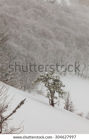 snow-covered pine tree in a forest in spray test mountains