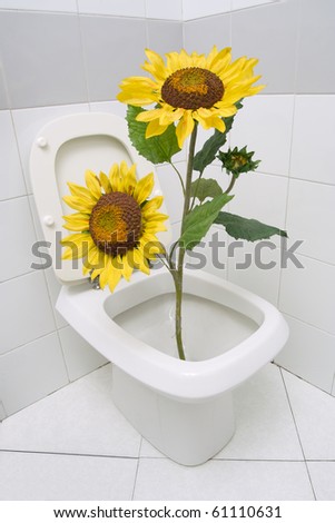 Sunflower in water-closet